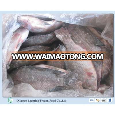 Sea Food Frozen Black Tilapia Fish From Wholesale Product