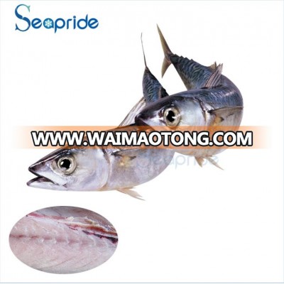 High Quality Frozen Seafood Exporter