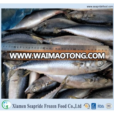 Best quality fresh frozen japanese mackerel