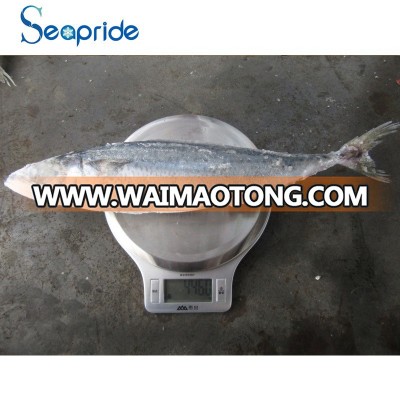 Bestselling frozen mackerel supplier frozen cheaper mackerel price on Waimaotong