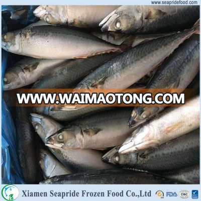 Chinese mackerel name frozen foods