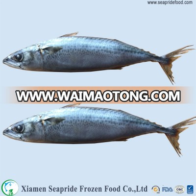 fish farming jack mackerel