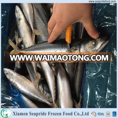 Factory price frozen Mackerel canned jack mackerel for marketing sale