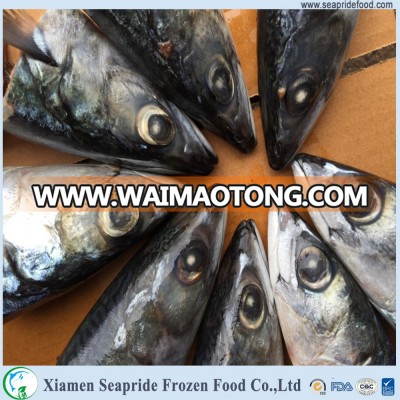 Best macherel supplier for canned mackerel in brine