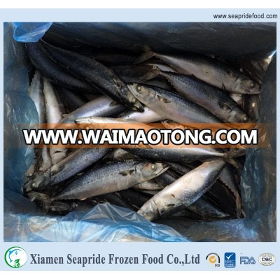 Frozen fresh Whole frozen indian mackerel fish