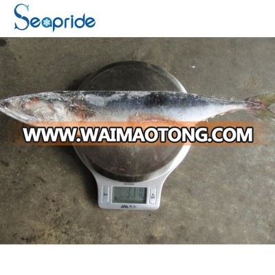 Hot sale Frozen Pacific nice mackerel,frozen mackerel fish on sale