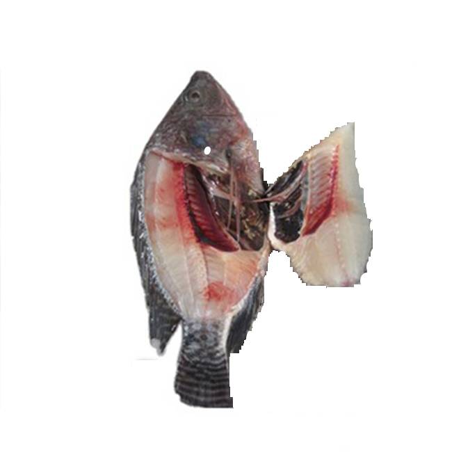 Frozen Seafood Live Tilapia Fish