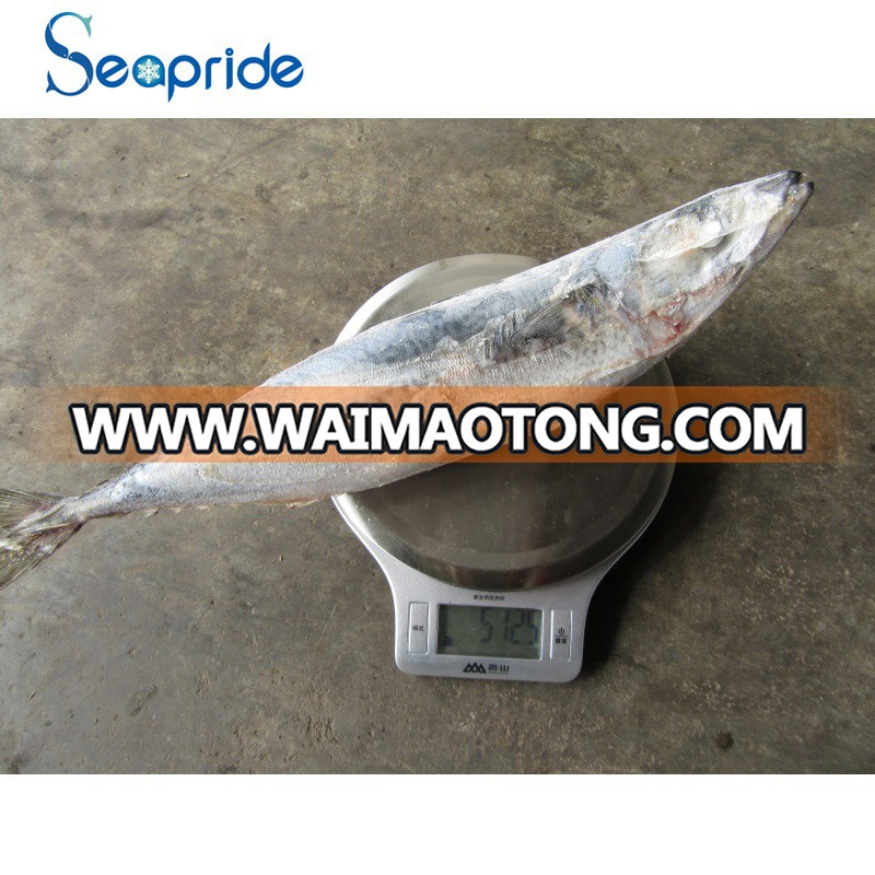 Frozen nice mackerel 40-50pcs/kg mackerel